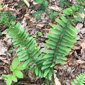 Meet your Posher, Hazel